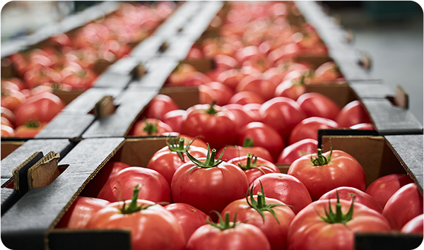 Alimentos y bebidas